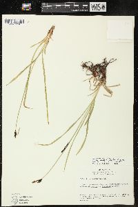 Carex scopulorum var. bracteosa image