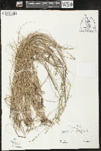 Carex seorsa image