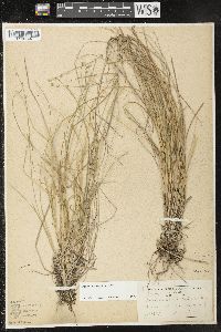 Carex seorsa image