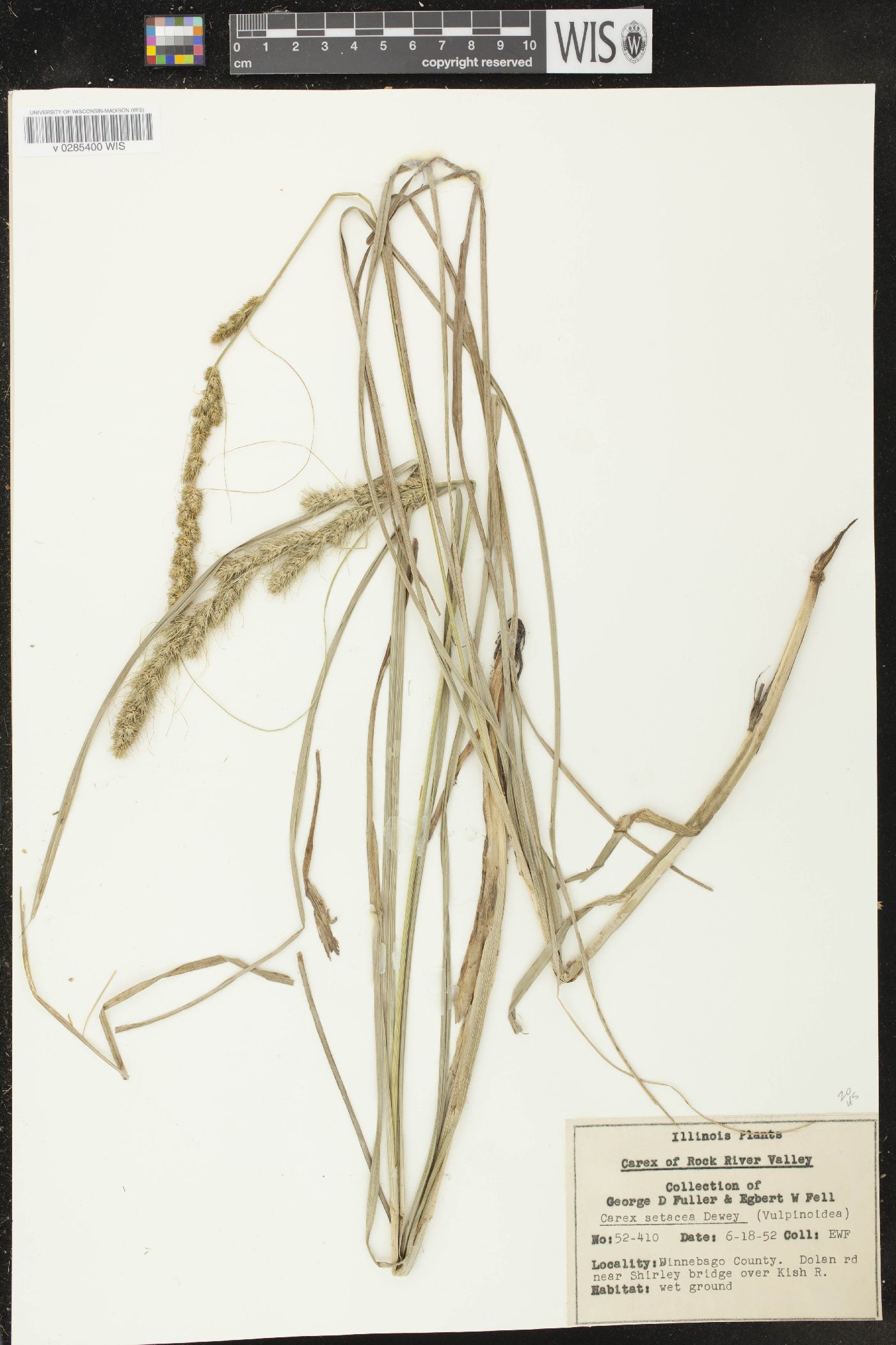 Carex vulpinoidea var. vulpinoidea image