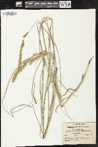 Carex vulpinoidea var. vulpinoidea image