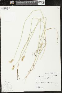 Carex shinnersii image