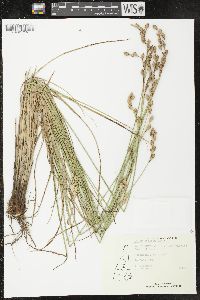 Carex silicea image