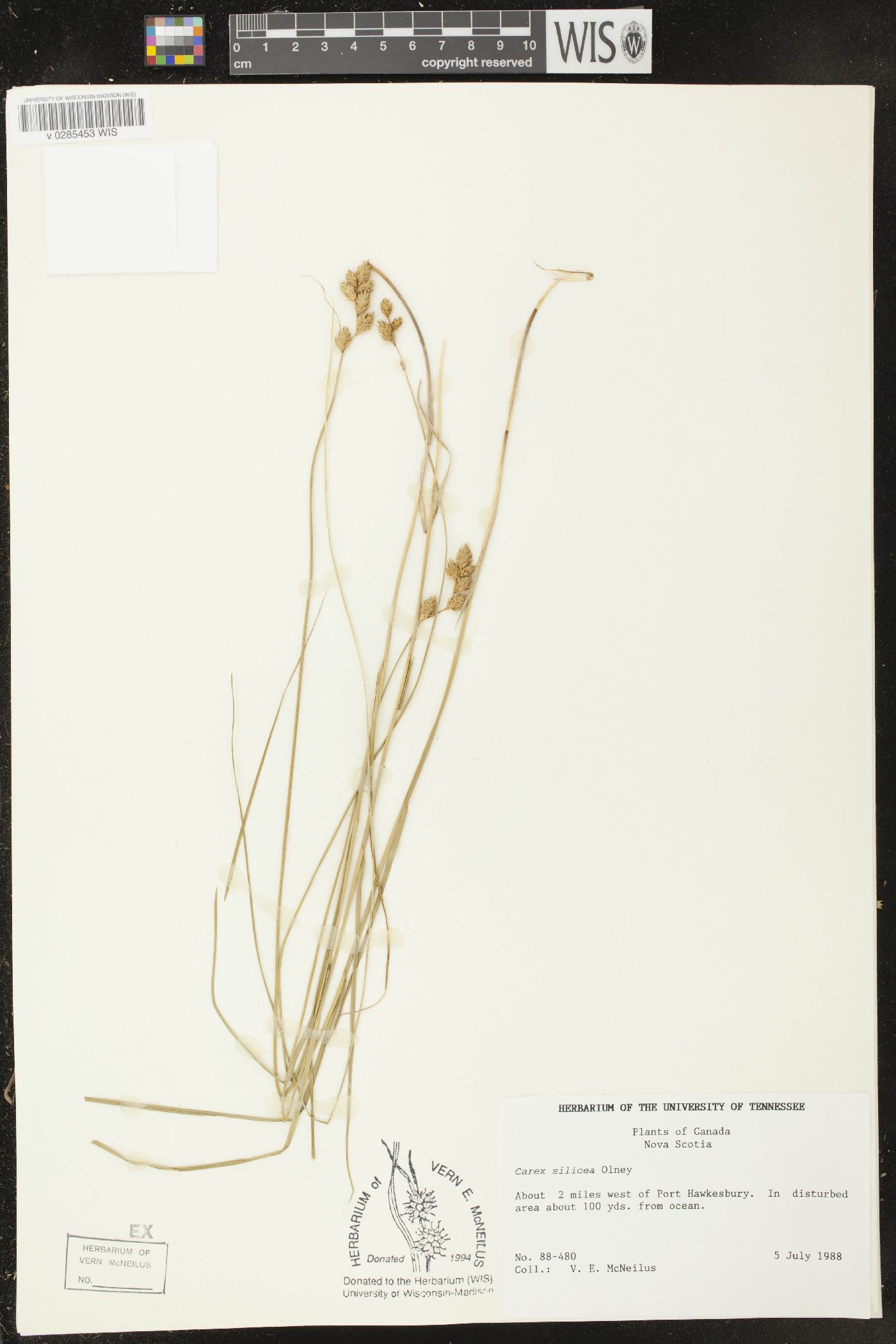 Carex silicea image