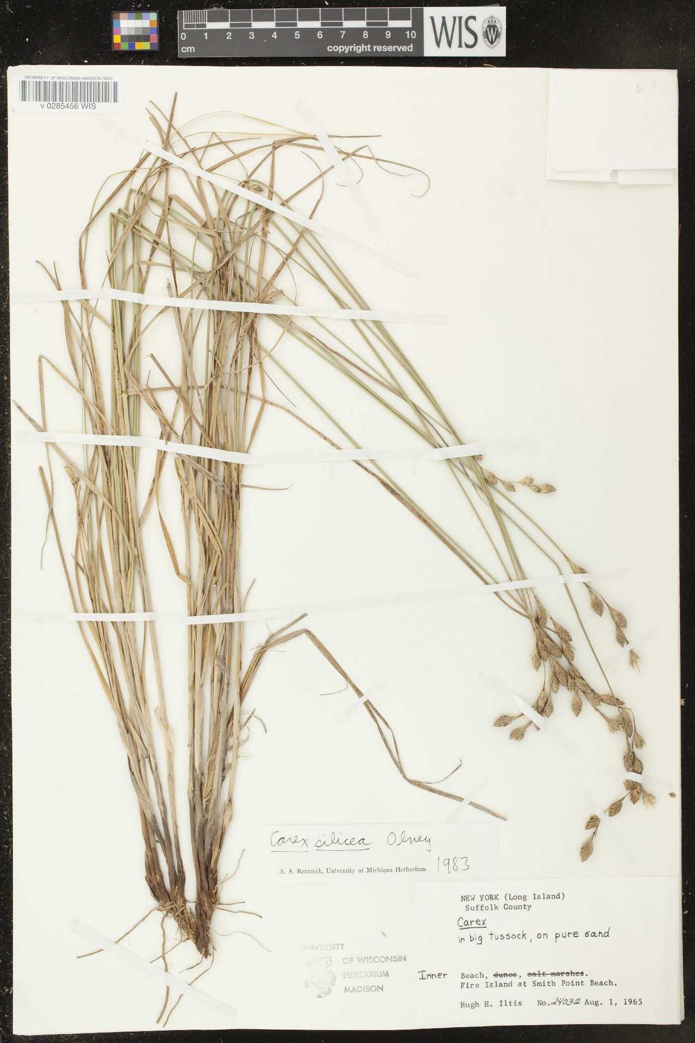 Carex silicea image