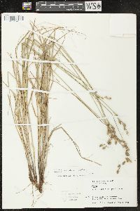 Carex silicea image