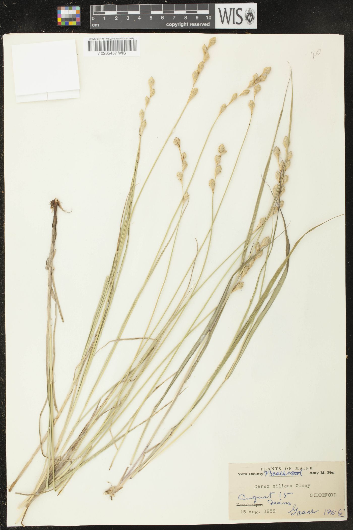 Carex silicea image