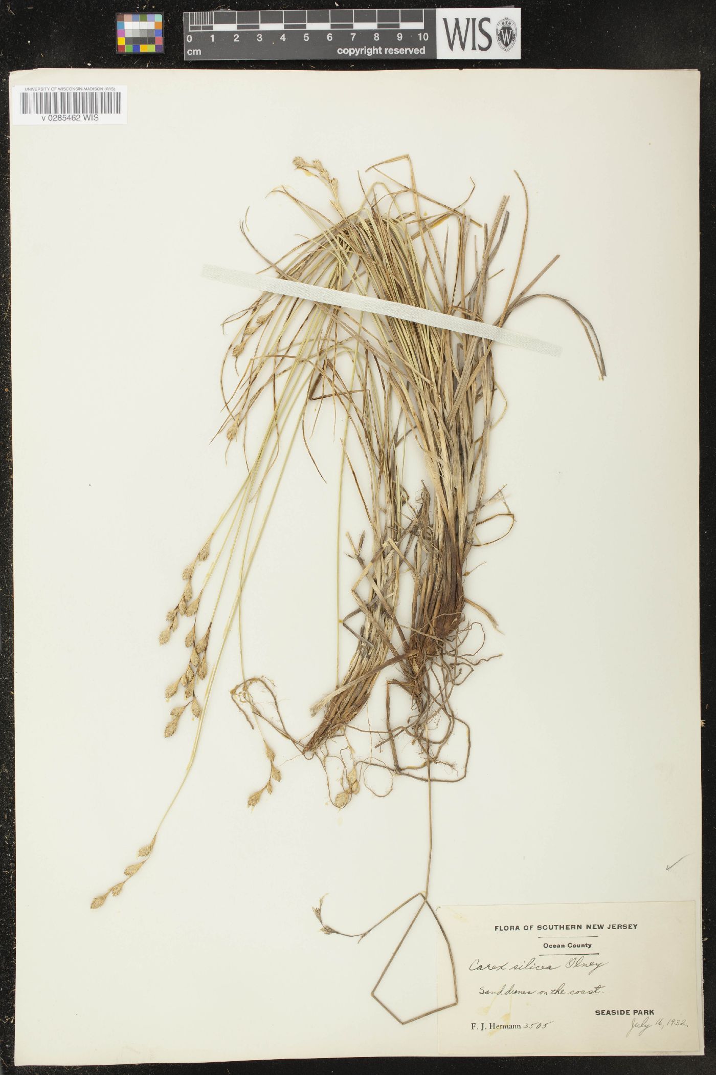 Carex silicea image