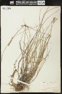 Carex silicea image