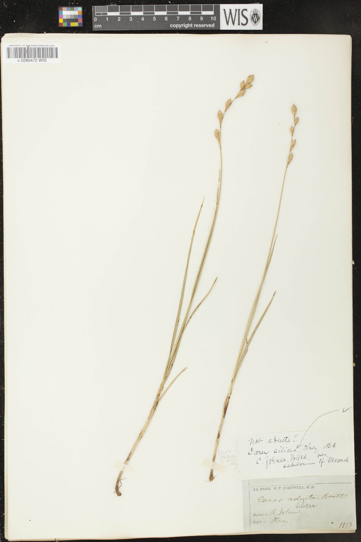 Carex silicea image