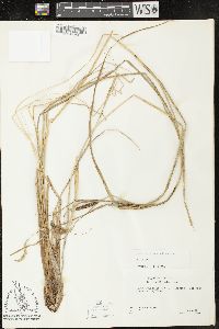 Carex sitchensis image