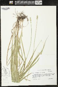 Carex sparganioides image