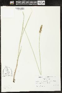 Carex sparganioides image