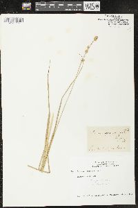 Carex sparganioides image