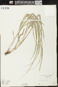 Carex sparganioides image