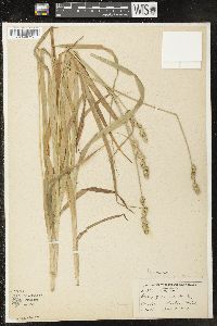 Carex sparganioides image