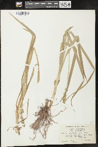 Carex sparganioides image