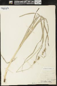 Carex sparganioides image