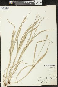 Carex sparganioides image