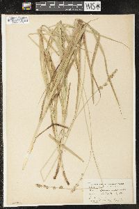 Carex sparganioides image