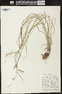 Carex sprengelii image