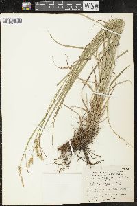 Carex sprengelii image