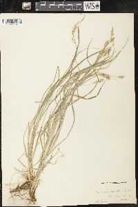 Carex sprengelii image