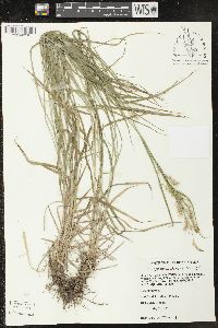 Carex sprengelii image