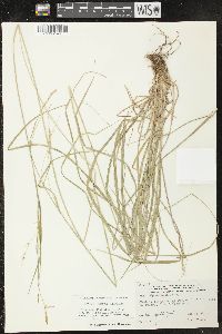 Carex sprengelii image