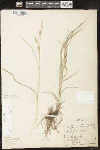 Carex sprengelii image