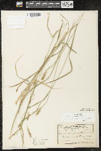 Carex sprengelii image