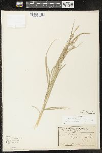 Carex sprengelii image