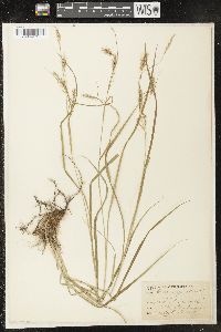 Carex sprengelii image