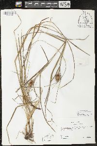 Carex squarrosa image