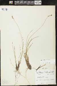 Carex sterilis image