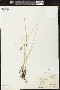 Carex sterilis image