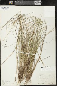 Carex sterilis image