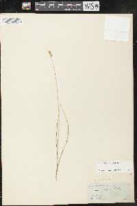 Carex sterilis image