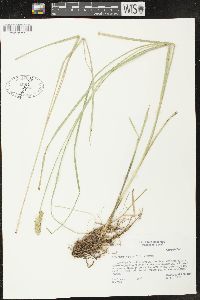 Carex stipata var. stipata image