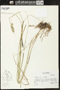 Carex stipata var. stipata image