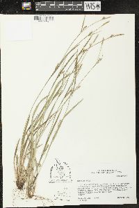 Carex striatula image