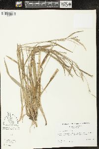 Carex striatula image