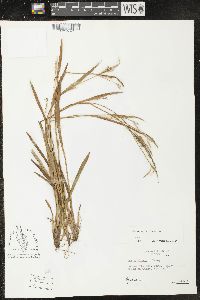 Carex striatula image