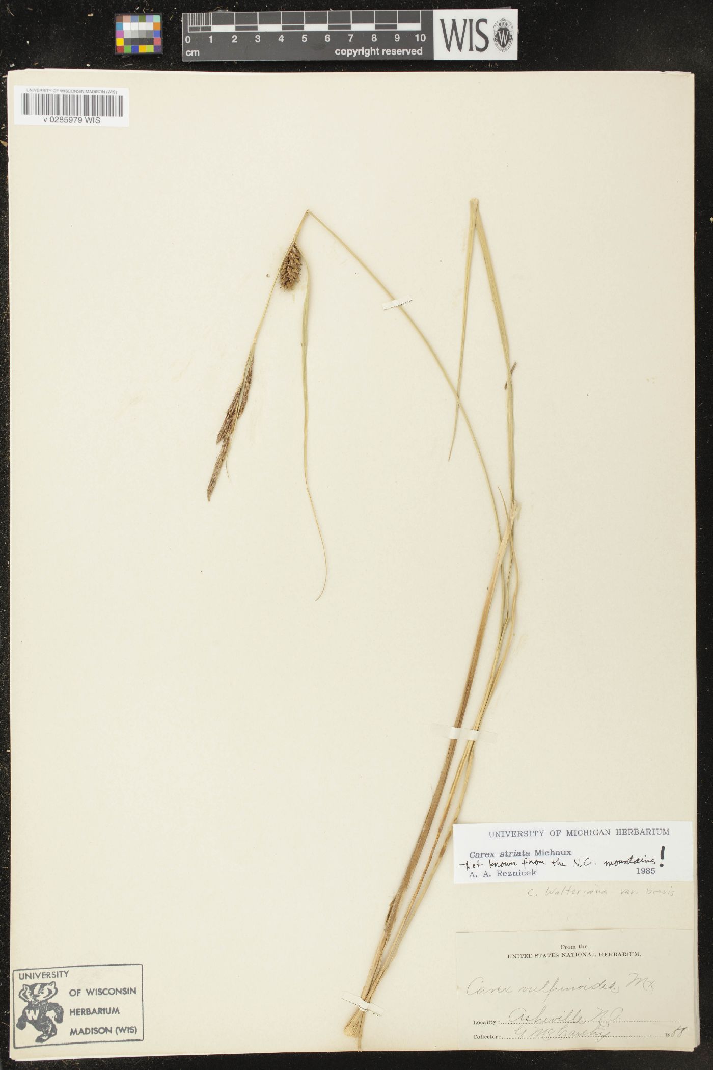 Carex striata image