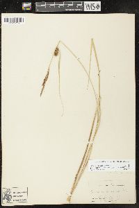 Carex striata image