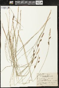 Carex haydenii image