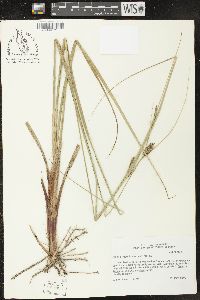 Carex striata image