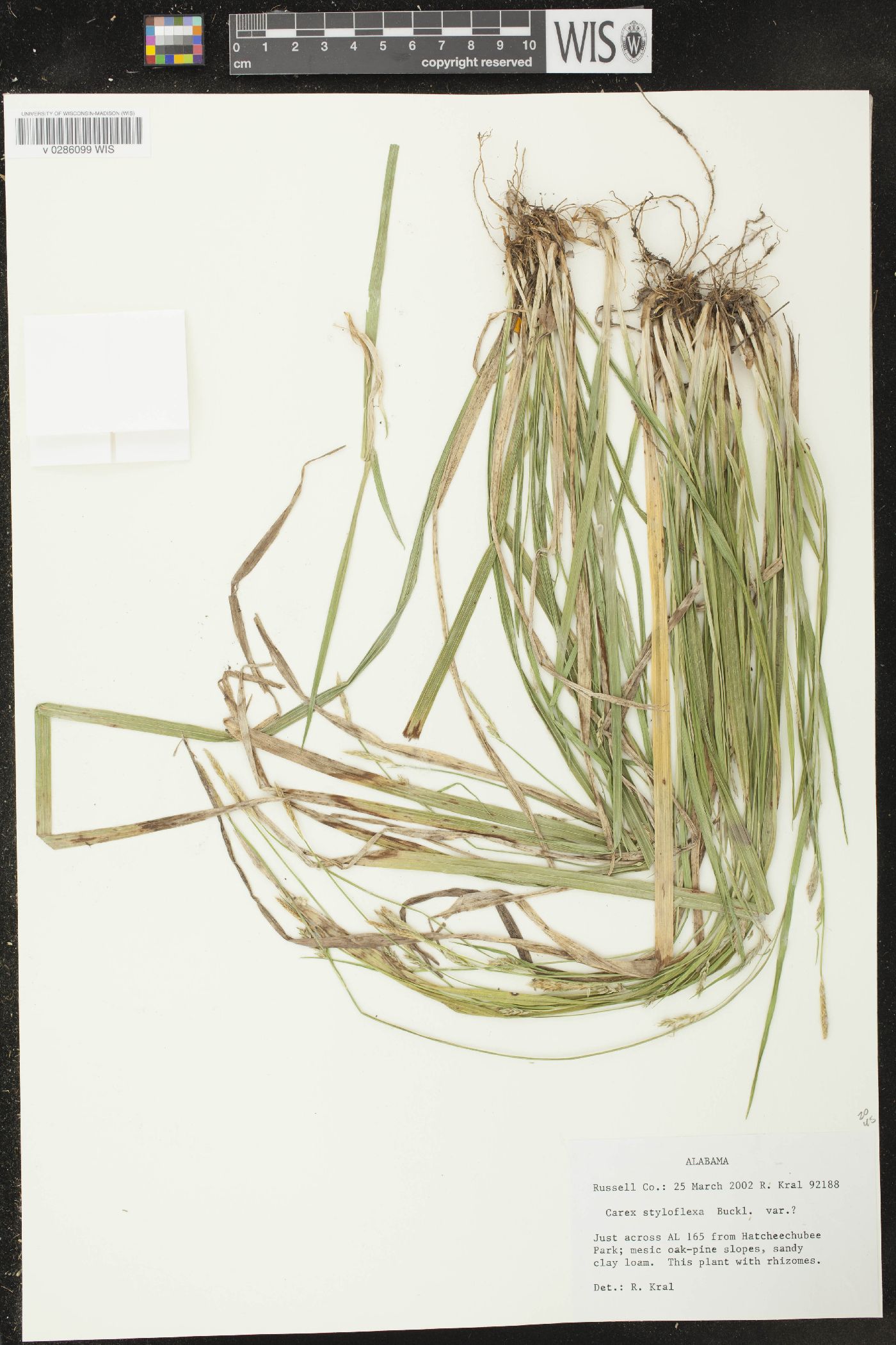 Carex styloflexa image