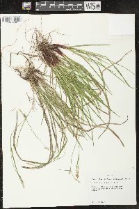 Carex styloflexa image