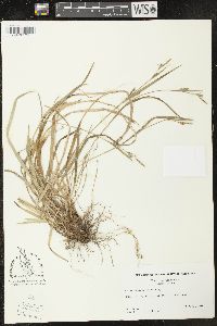 Carex styloflexa image